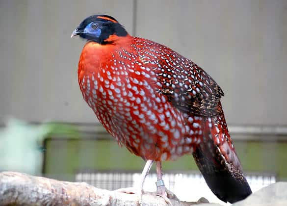 動物図鑑・ベニジュケイ